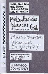 Etikette zu Melanthoides plancus (NHMW-ZOO-COL-0010633)